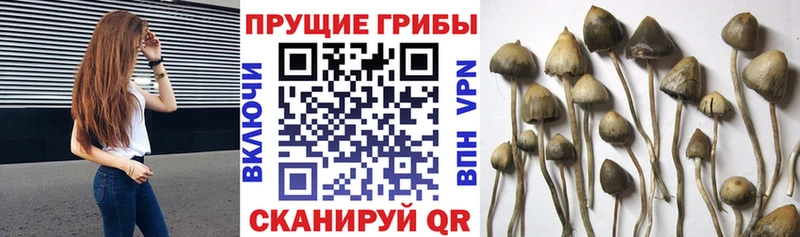 Галлюциногенные грибы мицелий  omg ТОР  Белокуриха 